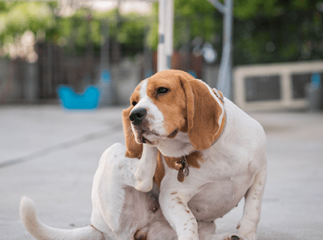 Démangeaisons du chien